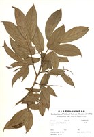 藏品(南燭)的圖片